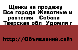Щенки на продажу - Все города Животные и растения » Собаки   . Тверская обл.,Удомля г.